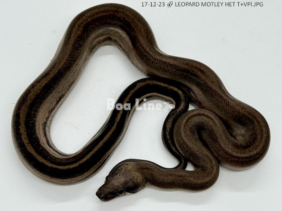 LEOPARD MOTLEY HET T+VPI